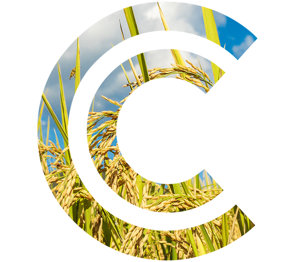 CISBAY GLOBAL