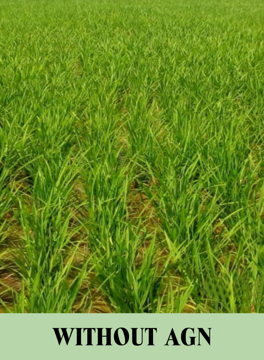 Rice field without AGN